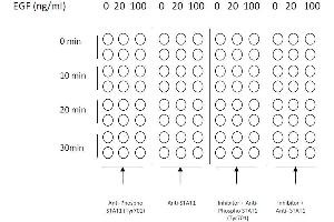 Example of how to seed cells for cell-based assay