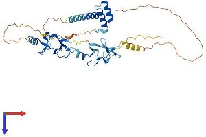 AlphaFold protein structure predicition of Human Recombinant ISL1 Protein, UniprotID P61371