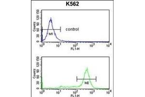 IL1RL2 Antibody (Center) 8817c flow cytometry analysis of K562 cells (bottom histogram) compared to a negative control cell (top histogram). (IL1RAPL2 anticorps  (AA 372-401))
