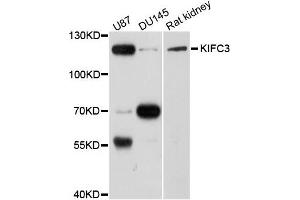 Western blot analysis of extracts of various cells, using KIFC3 antibody. (KIFC3 anticorps)