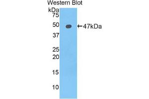 Western blot analysis of the recombinant protein. (LCN12 anticorps  (AA 30-193))