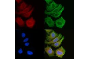 ABIN6259485 and ABIN6274513 staining Hela cells(45 min of heat-shock) by IF/ICC. (AZI2 anticorps  (N-Term))