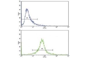 Flow cytometric analysis of 293 cells using CDC2 antibody (green) compared to a negative control (blue).