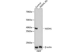 Western blot analysis of extracts from normal (control) and NSDHL knockout (KO) 293T cells, using NSDHL antibody (ABIN7268794) at 1:1000 dilution. (NSDHL anticorps  (AA 1-240))