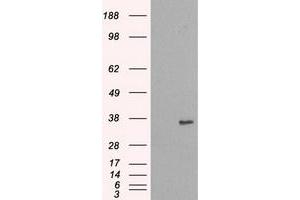 Image no. 2 for anti-NIMA (Never in Mitosis Gene A)-Related Kinase 6 (NEK6) antibody (ABIN1499685) (NEK6 anticorps)