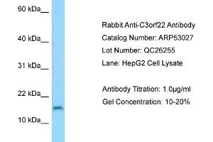 Western Blotting (WB) image for anti-Chromosome 3 Open Reading Frame 22 (C3orf22) (Middle Region) antibody (ABIN2785197)