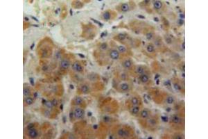 Used in DAB staining on fromalin fixed paraffin-embedded liver tissue (ENO3 anticorps  (AA 3-434))