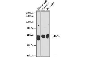 Western blot analysis of extracts of various cell lines using NR5A1 Polyclonal Antibody at dilution of 1:3000.