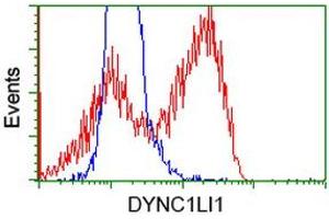 Flow Cytometry (FACS) image for anti-Dynein, Cytoplasmic 1, Light Intermediate Chain 1 (DYNC1LI1) antibody (ABIN1497931) (DYNC1LI1 anticorps)