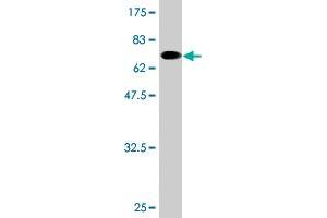 Western Blot detection against Immunogen (69.