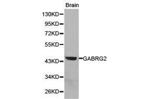 Western Blotting (WB) image for anti-gamma-aminobutyric Acid (GABA) A Receptor, gamma 2 (GABRG2) antibody (ABIN1872763) (GABRG2 anticorps)