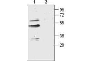 Western blot analysis of mouse brain membranes:1. (Aquaporin 9 (AQP9) Peptide)