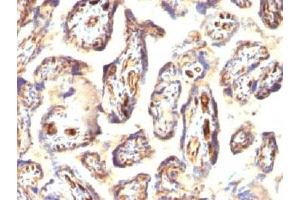 IHC testing of FFPE human placenta with Podocalyxin antibody (PODXL anticorps  (Extracellular Domain))