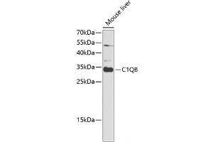 Western blot analysis of extracts of Mouse liver using C1QB Polyclonal Antibody at dilution of 1:1000. (C1QB anticorps)