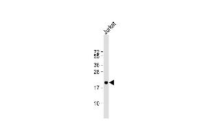 Anti-OBEC3A Antibody (N-term) at 1:1000 dilution + Jurkat whole cell lysate Lysates/proteins at 20 μg per lane.