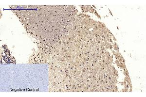 Immunohistochemical analysis of paraffin-embedded mouse brain tissue. (CDK2 anticorps  (AA 200-280))