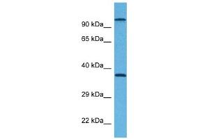 Host:  Rabbit  Target Name:  G6PC  Sample Tissue:  Mouse Testis  Antibody Dilution:  1ug/ml