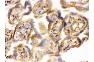 IHC testing of frozen human placental tissue with COMT antibody. (COMT anticorps  (AA 52-271))