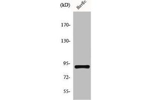 Western Blot analysis of NIH-3T3 cells using HSP90β Polyclonal Antibody (HSP9AB1 anticorps)