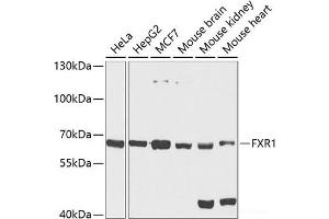 Western blot analysis of extracts of various cell lines using FXR1 Polyclonal Antibody at dilution of 1:1000. (FXR1 anticorps)