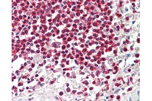 Anti-WDR6 antibody IHC staining of human spleen. (WDR6 anticorps  (AA 334-383))