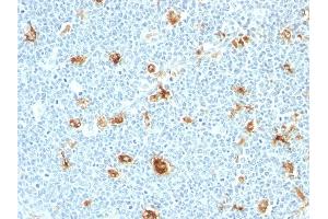 Formalin-fixed, paraffin-embedded human tonsil stained with Calgranulin B Monoclonal Antibody (CAGB/426) (S100A9 anticorps)