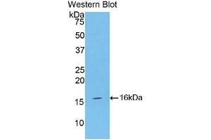 Detection of Recombinant INHA, Mouse using Polyclonal Antibody to Inhibin Alpha (INHa) (Inhibin alpha anticorps  (AA 240-366))