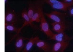 Immunofluorescence staining of methanol-fixed MEF cells using PKM2 (phospho-Ser37) Antibody. (PKM anticorps  (pSer37))