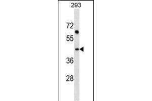 SDF4 Antibody (C-term) (ABIN1536956 and ABIN2849103) western blot analysis in 293 cell line lysates (35 μg/lane). (SDF4 anticorps  (C-Term))