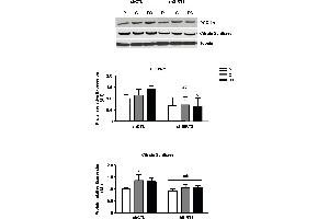 Influence of SIRT3 depletion on protein expression of mitochondrial content markers.