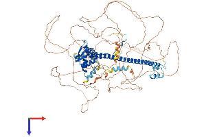 AlphaFold protein structure predicition of Human Recombinant BACH2 Protein, UniprotID Q9BYV9