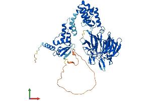 AlphaFold protein structure predicition of Human Recombinant KLHL14 Protein, UniprotID Q9P2G3