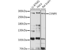 Western blot analysis of extracts of various cell lines, using CENPE Rabbit pAb (ABIN7266274) at 1:1000 dilution. (CENPE anticorps  (AA 2542-2701))