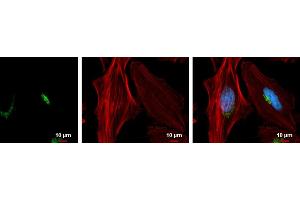 ICC/IF Image GOLPH2 antibody [C3], C-term detects GOLPH2 protein at Golgi apparatus by immunofluorescent analysis.