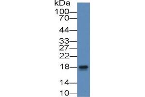 Rabbit Capture antibody from the kit in WB with Positive Control: 293F cell lysate which transfected with rabbit TNFa gene.