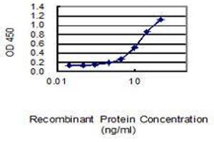 Detection limit for recombinant GST tagged MFN2 is 0. (MFN2 anticorps  (AA 661-757))