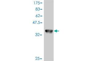 Western Blot detection against Immunogen (36.