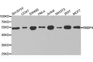 Western blot analysis of extracts of various cell lines, using RBBP4 antibody (ABIN5970697) at 1/1000 dilution. (Retinoblastoma Binding Protein 4 anticorps)