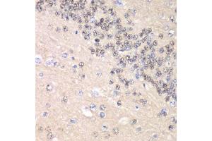 Immunohistochemistry of paraffin-embedded rat brain using CCNC antibody.