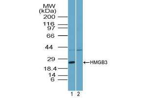 Image no. 1 for anti-High Mobility Group Box 3 (HMGB3) (AA 1-50) antibody (ABIN960207) (HMGB3 anticorps  (AA 1-50))
