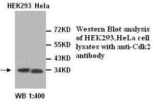 Image no. 1 for anti-Cyclin-Dependent Kinase 2 (CDK2) antibody (ABIN790978) (CDK2 anticorps)