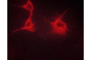 ABIN6267329 staining HeLa cells by ICC/IF.
