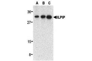 Western Blotting (WB) image for anti-STE20-Related Kinase Adaptor beta (STRADB) (C-Term) antibody (ABIN1030438)