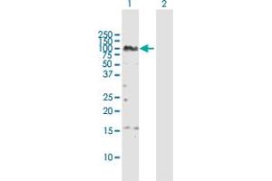 Western Blot analysis of ZNF496 expression in transfected 293T cell line by ZNF496 MaxPab polyclonal antibody. (ZNF496 anticorps  (AA 1-587))