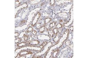 Immunohistochemical staining of human kidney with SLC15A1 polyclonal antibody  shows moderate cytoplasmic positivity in distal tubules.