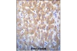 FASTK Antibody (C-term) (ABIN656397 and ABIN2845692) immunohistochemistry analysis in formalin fixed and paraffin embedded human liver tissue followed by peroxidase conjugation of the secondary antibody and DAB staining.