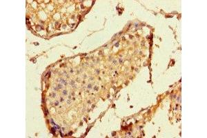 Immunohistochemistry of paraffin-embedded human testis tissue using ABIN7157667 at dilution of 1:100 (SPC24 anticorps  (AA 21-97))