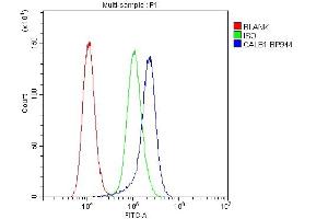 Flow Cytometry analysis of A431 cells using anti-Calbindin antibody (ABIN6719541). (CALB1 anticorps  (AA 2-261))