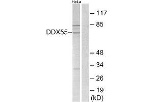 Western Blotting (WB) image for anti-DEAD (Asp-Glu-Ala-Asp) Box Polypeptide 55 (DDX55) (Internal Region) antibody (ABIN1850864) (DDX55 anticorps  (Internal Region))
