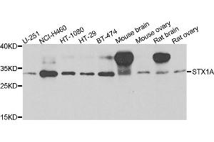 Western blot analysis of extracts of various cells, using STX1A antibody. (STX1A anticorps)